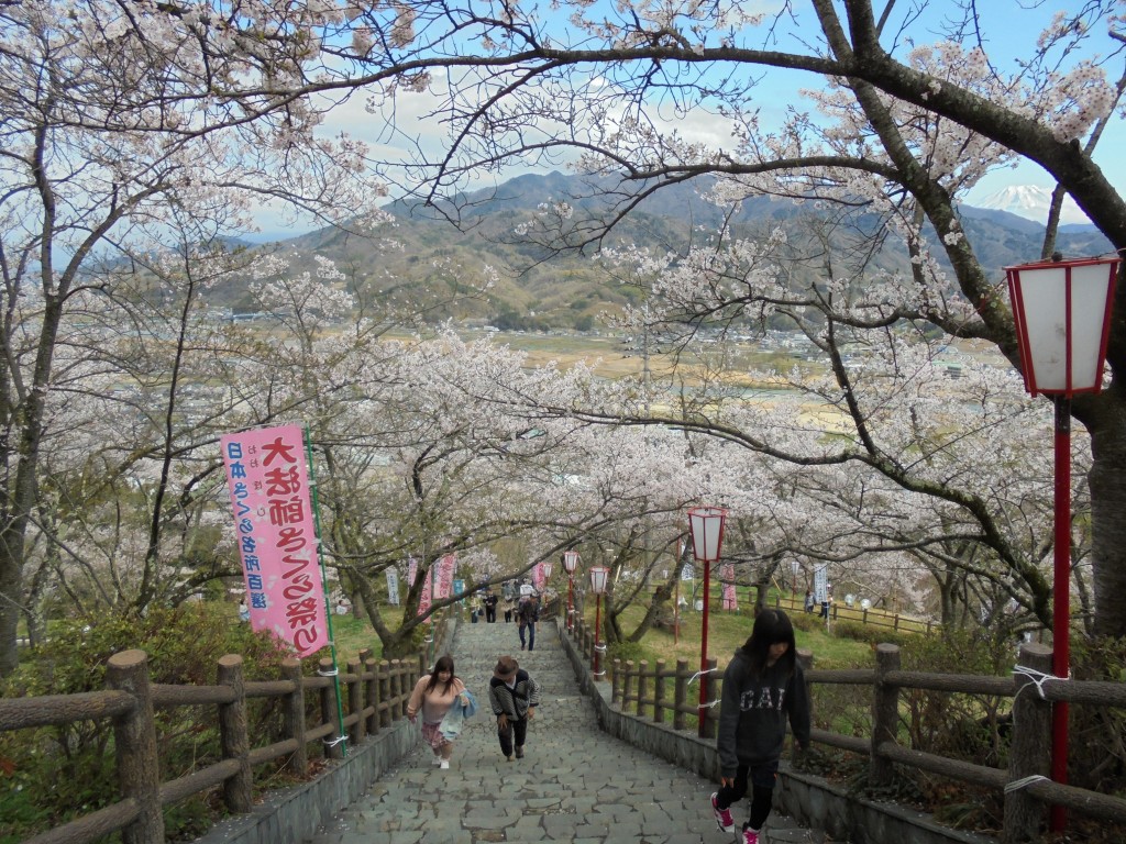 大法師さくら祭り2